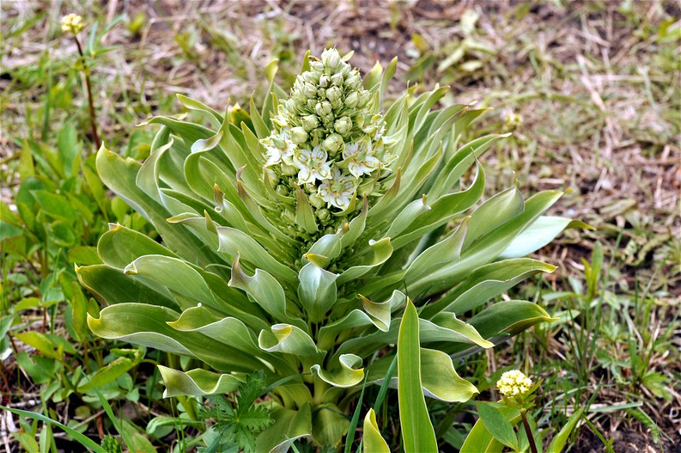 Blooming Green Gentian (Frasera speciosa), near Trout Lake, Yellowstone National Park, June 18, 2011