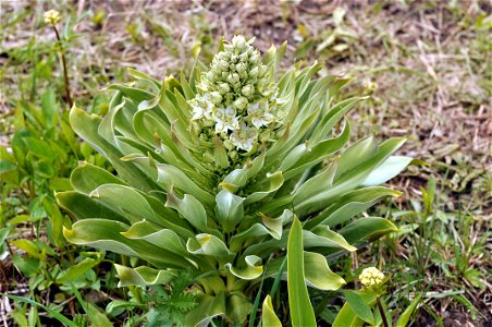 Blooming Green Gentian (Frasera speciosa), near Trout Lake, Yellowstone National Park, June 18, 2011