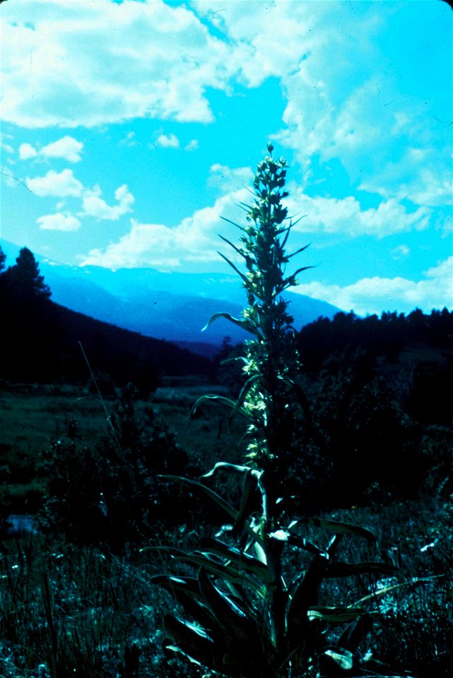 Image title: Green gentian plant frasera walt
Image from Public domain images website, http://www.public-domain-image.com/full-image/flora-plants-public-domain-images-pictures/flowers-public-domain-im