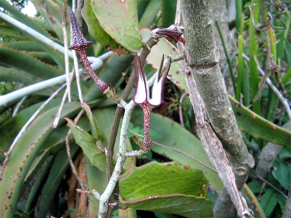 Ceropegia stapelliforms subspecies serpentina from Ingwavuma, South Africa.  Photo taken by Cris Higham.