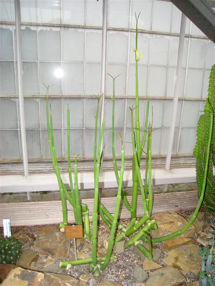 Ceropegia dichotoma specimen in the National Botanic Garden of Belgium, Meise, just north of Brussels, Belgium.