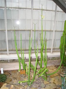 Ceropegia dichotoma specimen in the National Botanic Garden of Belgium, Meise, just north of Brussels, Belgium.
