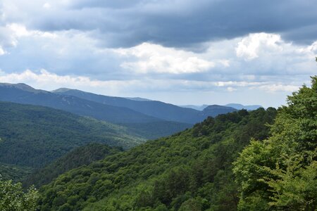 Crimea forests trees photo