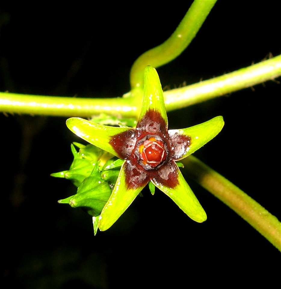 Gonolobus suberosus, thickets near the  Caney Fork of the Cumberland River, White County, Tennessee.