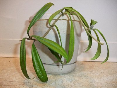 A photograph of a potted Hoya siamica.