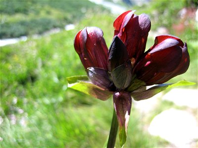 Purple Gentian photo