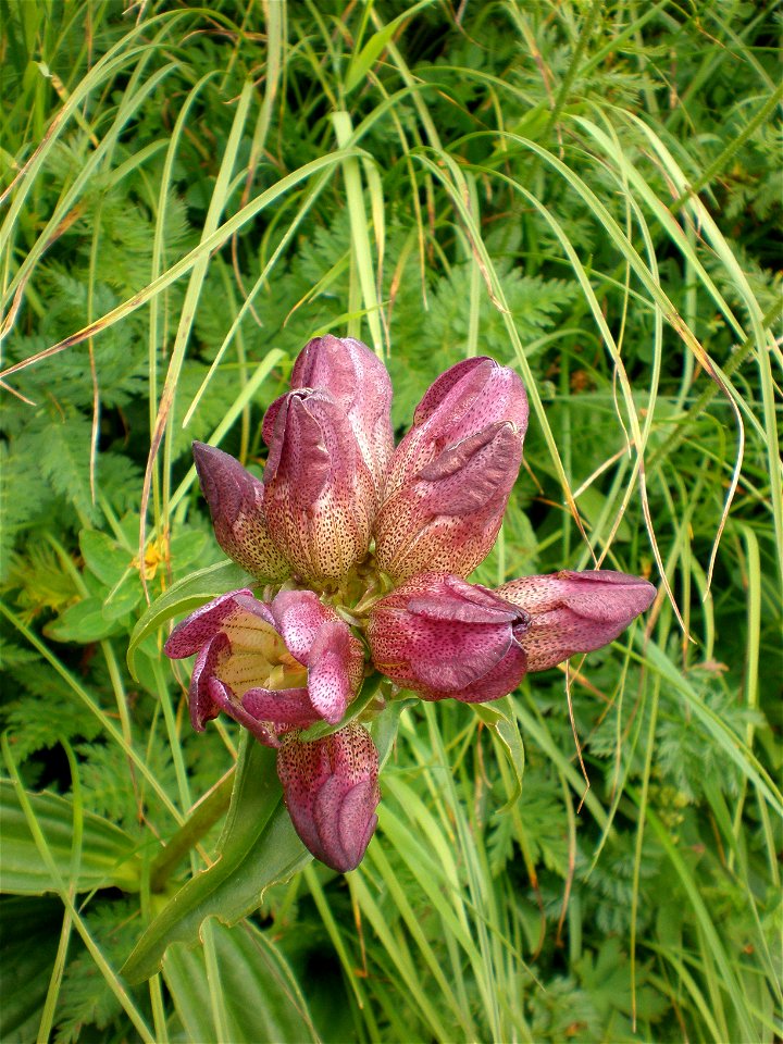 Flower of purple Gentian (Gentiana purpurea) taken in the mountains near Hohenschwangau, Germany, August 2008.