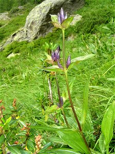 Gentiana cf purpurea photo