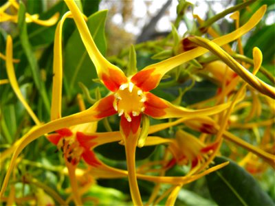 Strophanthus speciosus at Quail Botanical Gardens, Encinitas, California, USA. Identified by sign.