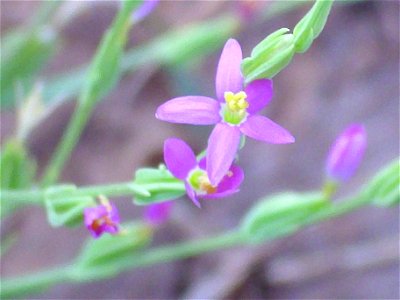 Centaurium pulchellum close up Campo de Calatrava, Spain photo