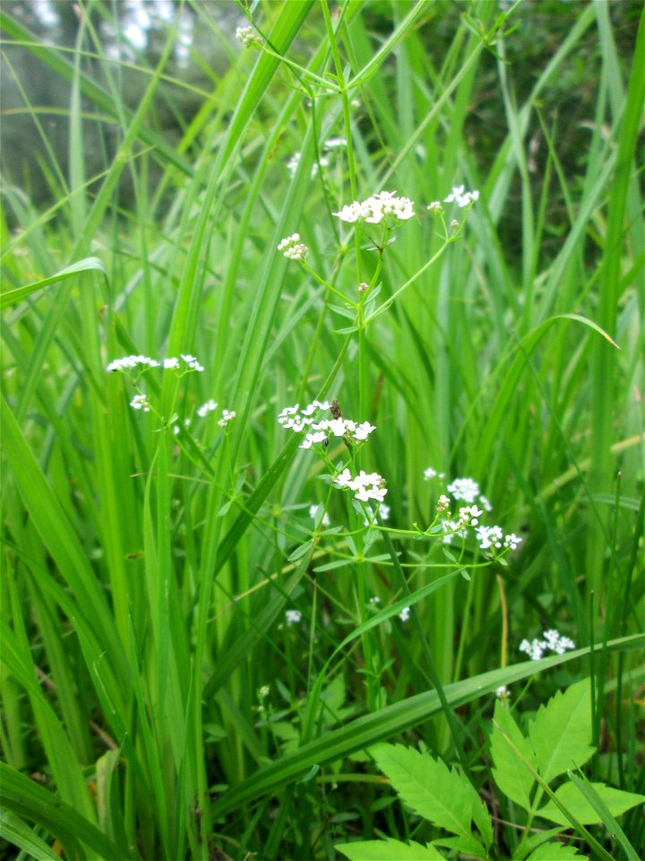 Sumpf-Labkraut (Galium palustre) im Naturschutzgebiet „St. Arnualer Wiesen“