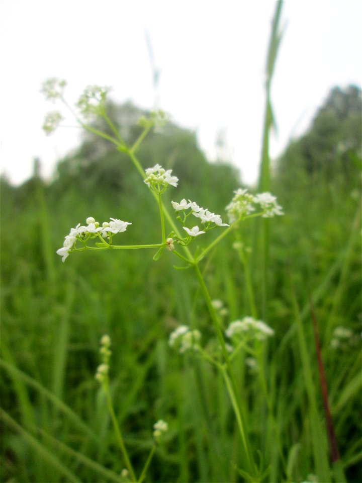 Sumpf-Labkraut (Galium palustre) im Naturschutzgebiet „St. Arnualer Wiesen“