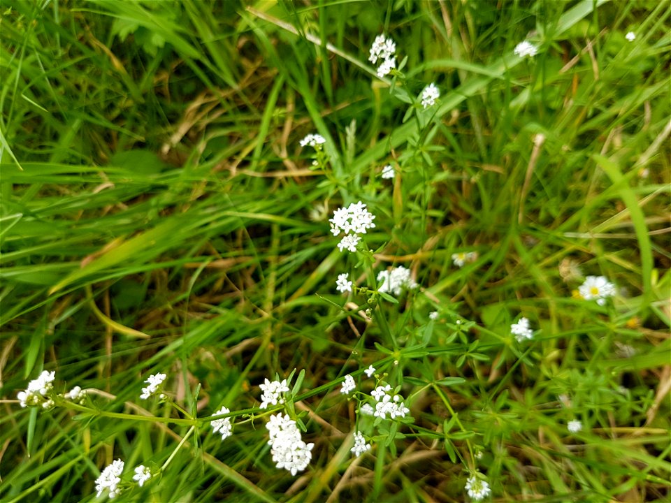Marsh bedstraw showing stems, leaves, flowers growing in Cardiff, Wales