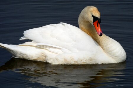 Swimming wild birds nature photo