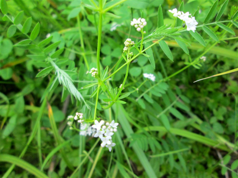 Sumpf-Labkraut (Galium palustre) im Naturschutzgebiet „St. Arnualer Wiesen“