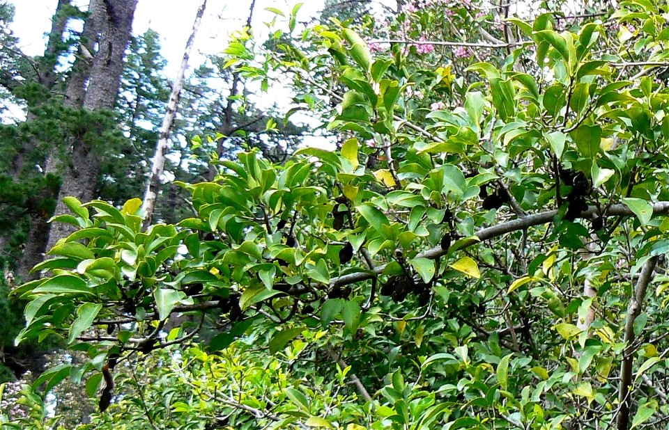 Fruits of a Turkey-berry (Canthium inerme - Cape Town