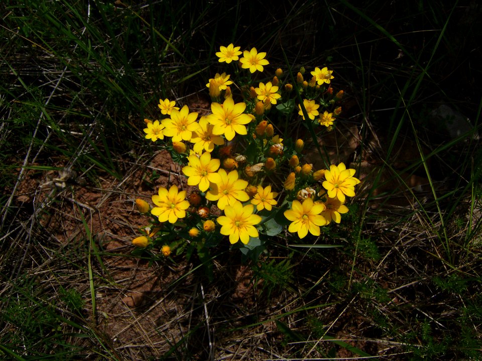 Blackstonia perfoliata flowers, Castelltallat, Catalonia