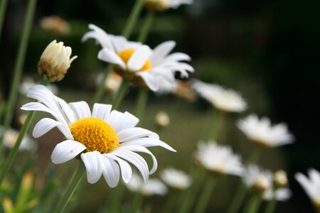 Nature plant petals photo