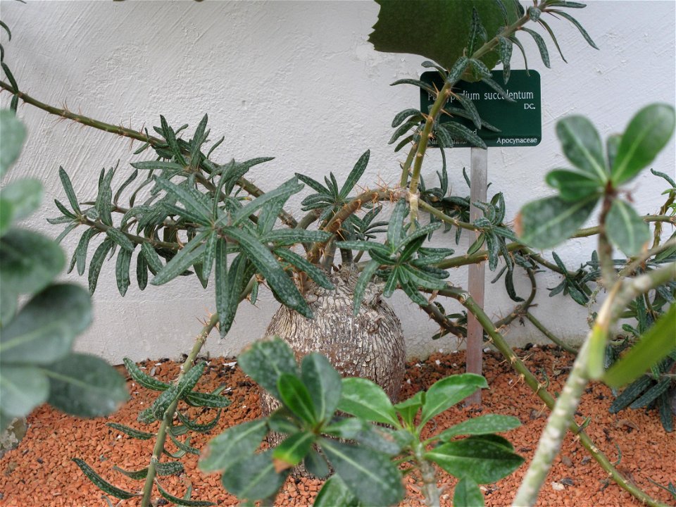 Pachypodium succulentum in a greenhouse of the Jardin des Plantes in Paris.