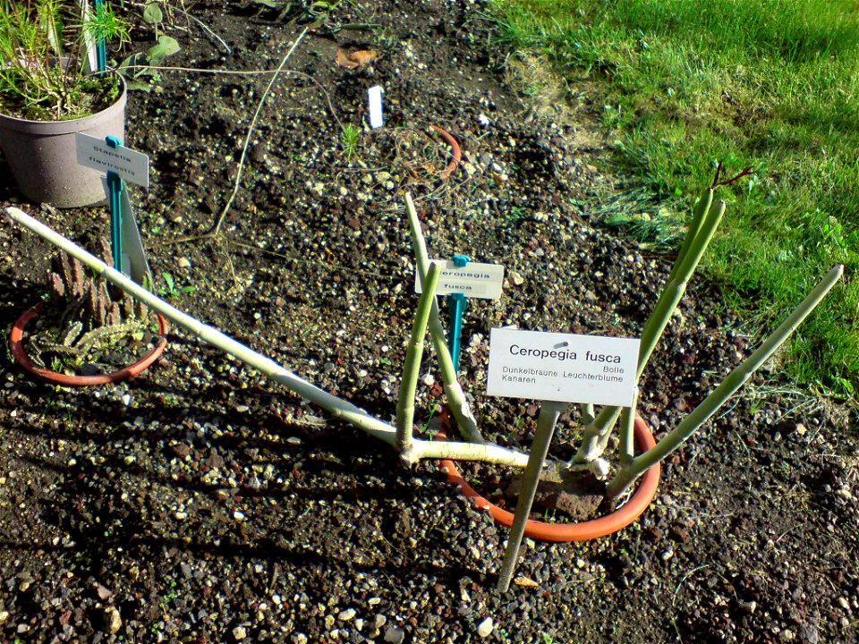 Ceropegia fusca (Dunkelbraune Leuchterblume) - Botanischer Garten Leipzig