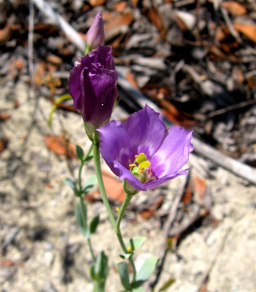 Eustoma exaltatum sensu stricto, growing in sand at Long Key State Park, Monroe County, Florida.