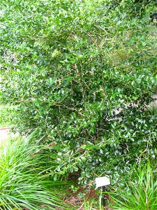Psydrax odorata in Lyon Arboretum, Hawaii, USA.