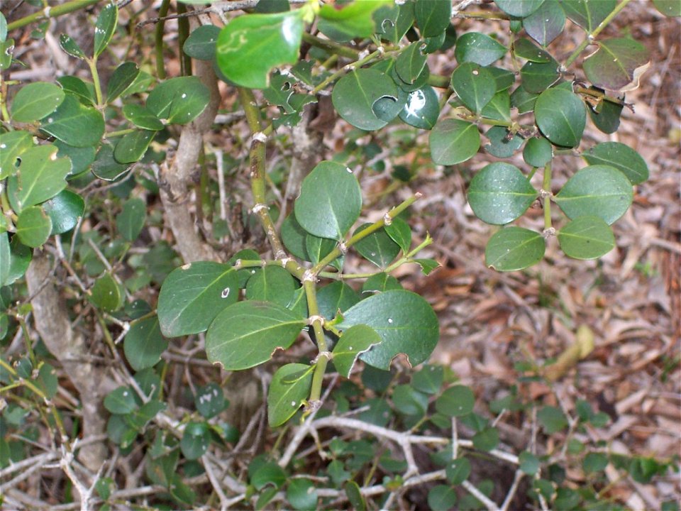 round leaf plant in Ooline forest, Terry Hie Hie. Kamilaroi Nature Reserve, identified as Psydrax odorata f. subnitida