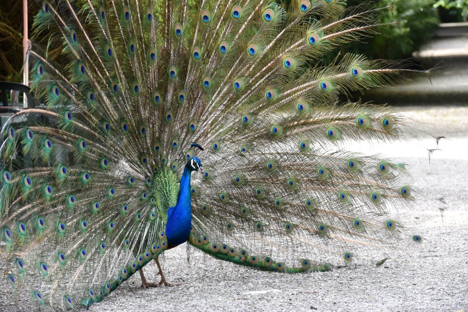 Bird animal feathers