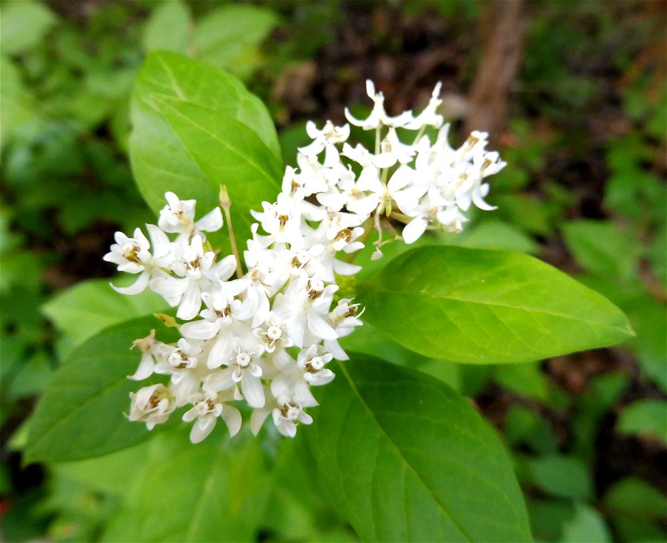 Asclepias texana, in an open area at the base of a north-facing wooded bluff along the South Fork of the Guadalupe River, east of the mouth of Cherry Creek. Kerr County, Texas. photo