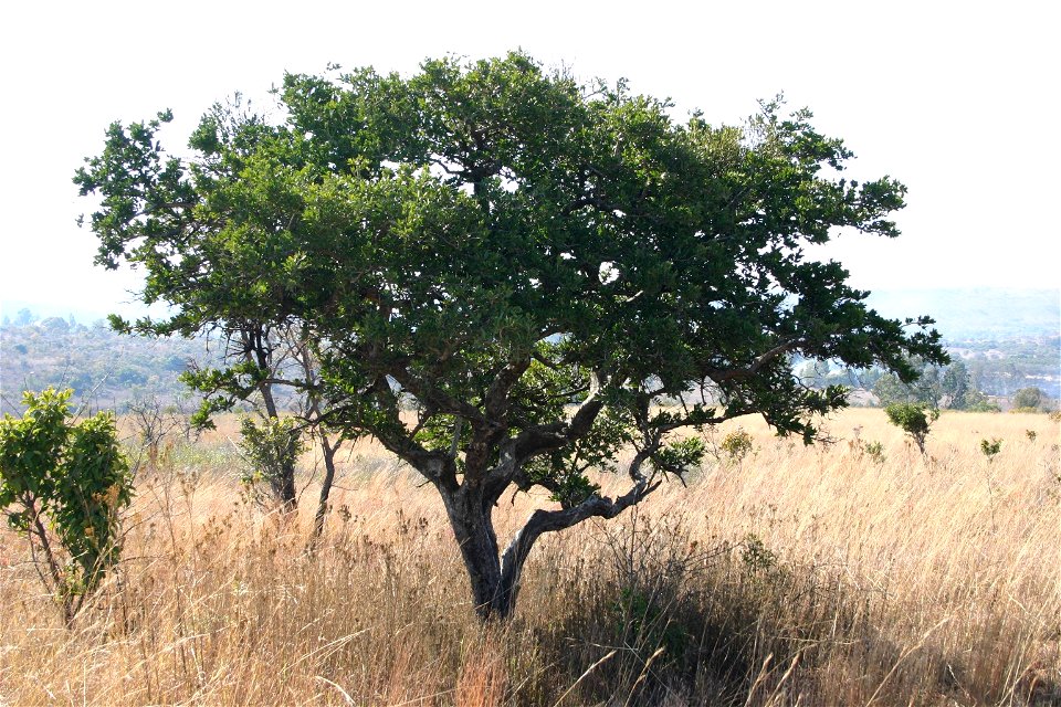 Habit of a Spine-leaved monkey-orange near Buffelspoort Dam, Marikana, South Africa
