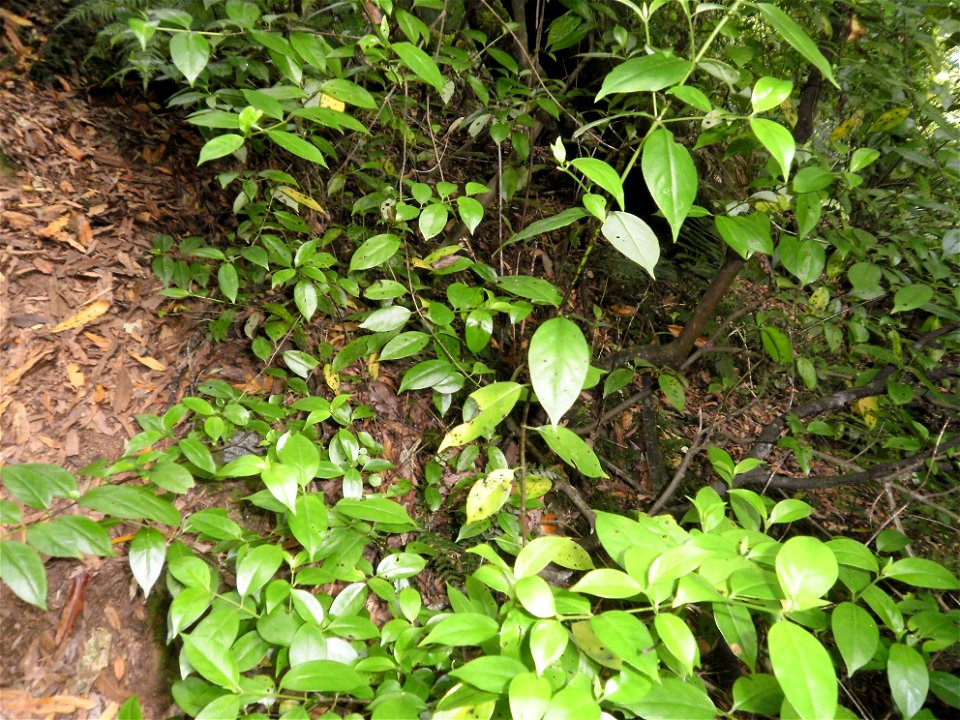 Geniostoma ligustrifolium, hangehange or New Zealand privet, pictured in Upper Hutt, New Zealand.