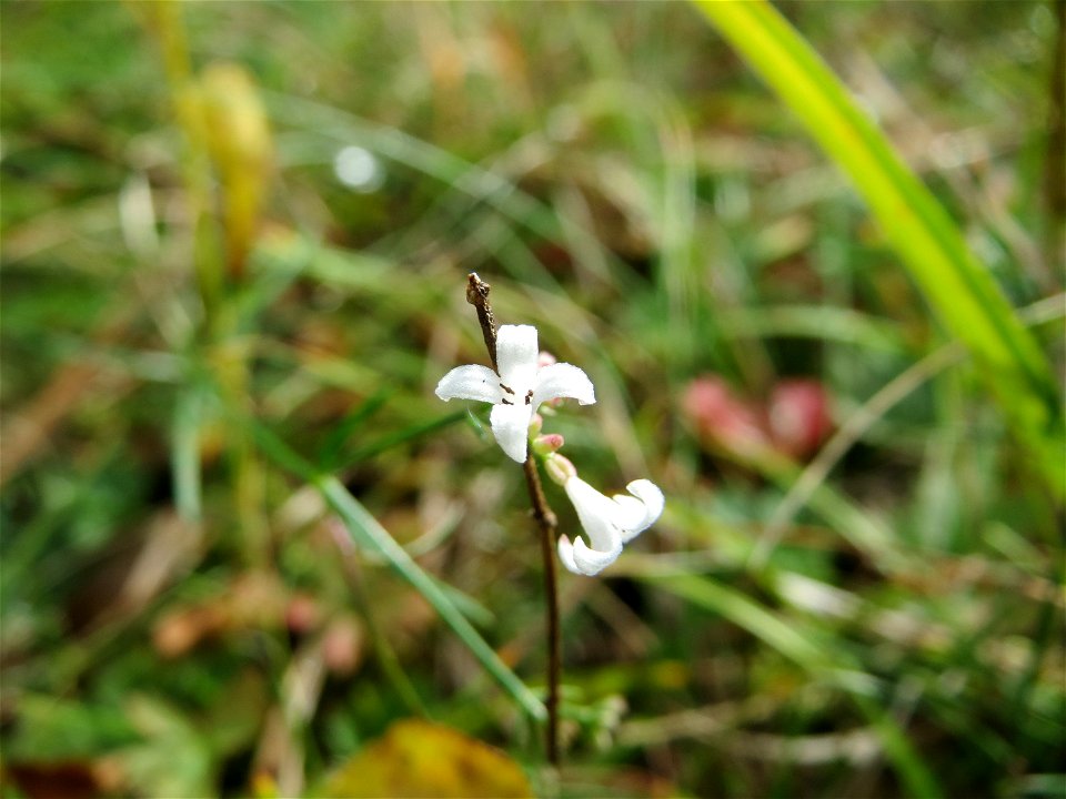 Hügel-Meier (Asperula cynanchica) auf dem Feldherrenhügel, Teilgebiet vom Naturschutzgebiet „Oftersheimer Dünen“