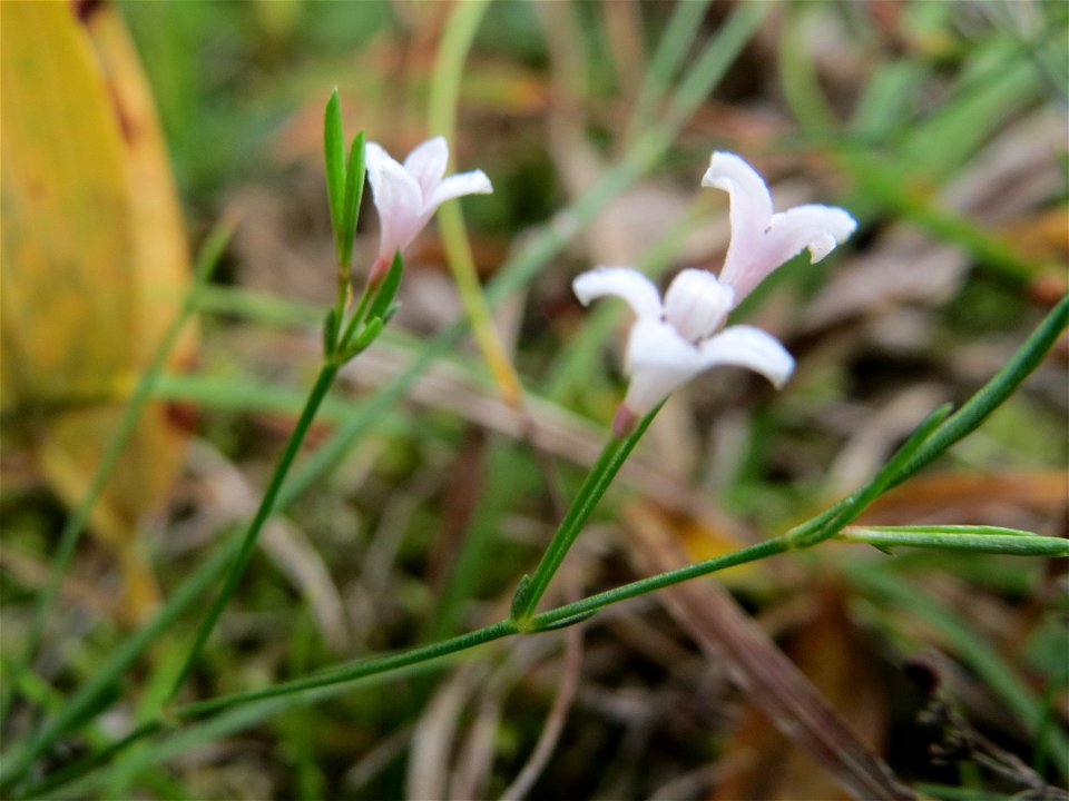 Hügel-Meier (Asperula cynanchica) auf dem Feldherrenhügel, Teilgebiet vom Naturschutzgebiet „Oftersheimer Dünen“