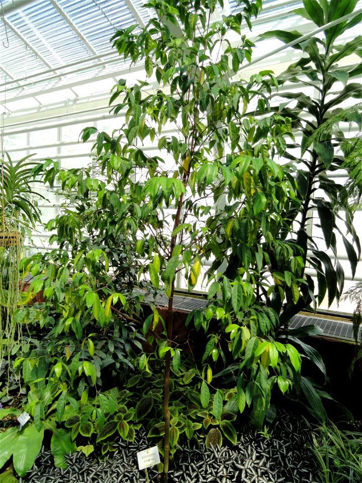 Rothmannia annae specimen in the Botanischer Garten München-Nymphenburg, Munich, Germany.