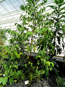 Rothmannia annae specimen in the Botanischer Garten München-Nymphenburg, Munich, Germany.