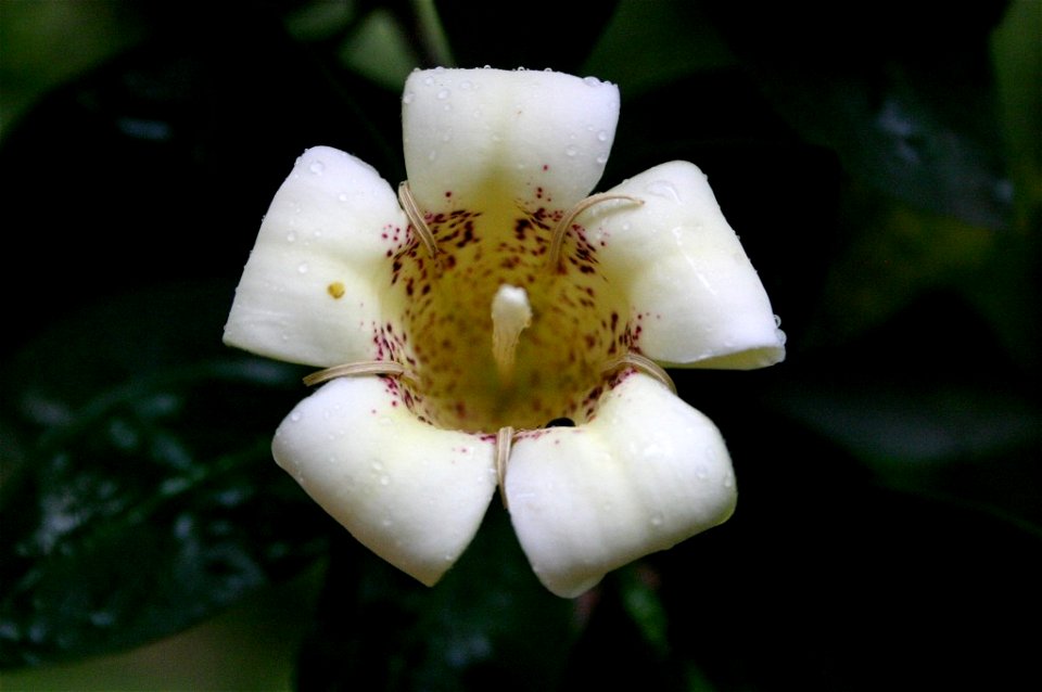Rothmannia capensis