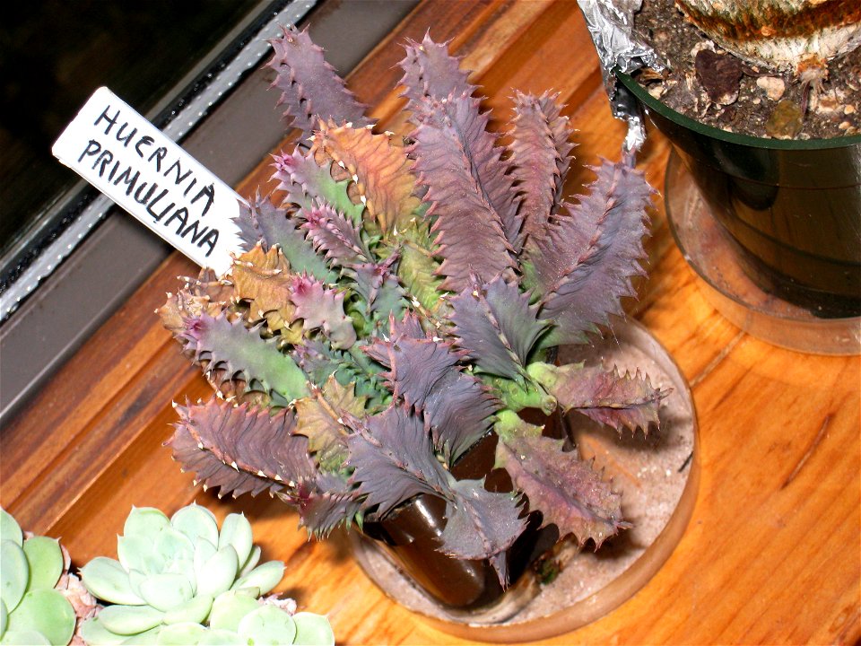 Huernia primulina, in a private household in Vermont, USA.