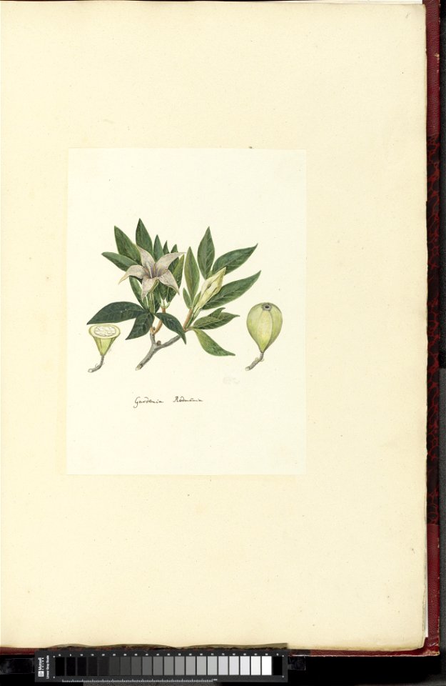 IdentificatieTitel(s): Rothmannia capensis Thunb, (voorheen bekend als gardenia capensis Druce)Gardenia rodmania (titel op object)Objecttype: tekening albumblad Objectnummer: RP-T-1914-18-8Opschriften