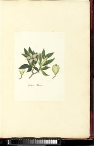 IdentificatieTitel(s): Rothmannia capensis Thunb, (voorheen bekend als gardenia capensis Druce)Gardenia rodmania (titel op object)Objecttype: tekening albumblad Objectnummer: RP-T-1914-18-8Opschriften