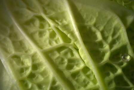 Savoy cabbage green vegan
