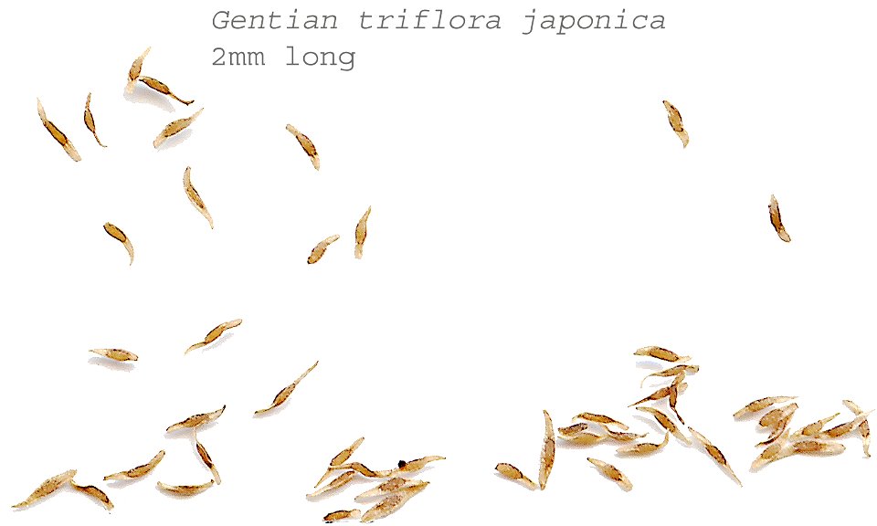 Self made scan of seeds of Gentiana triflora japonica.