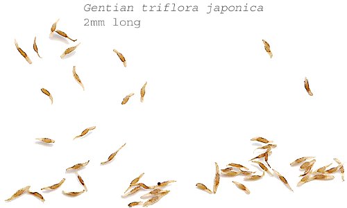 Self made scan of seeds of Gentiana triflora japonica. photo