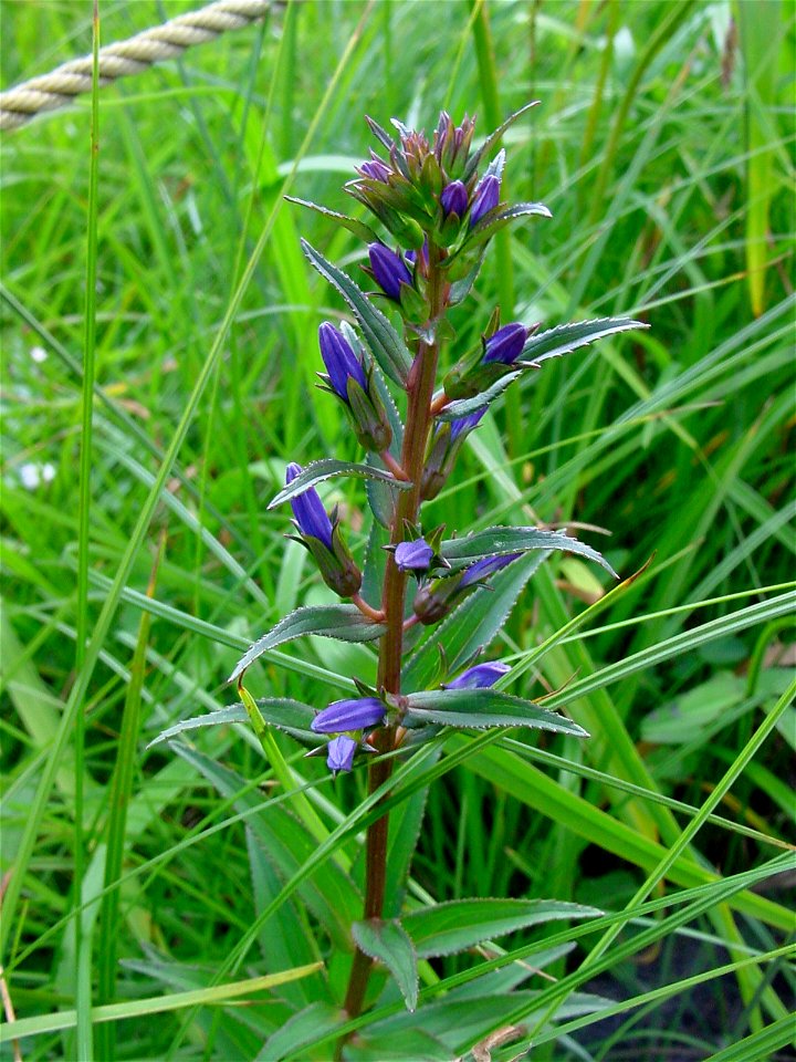 エゾリンドウ[蝦夷竜胆][Gentiana triflora var. japonica]
