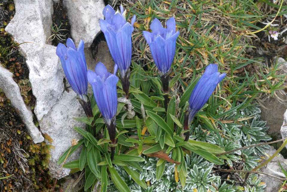 Gentiana froelichii (Karawanken-Enzian)
Aufnahmestandort: Hochobir, Kärnten, Austria