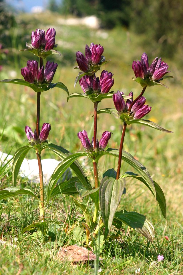 Gentiana pannonica