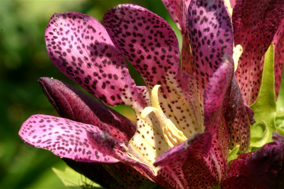 Gentiana pannonica