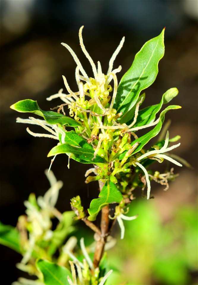 Coprosma acutifolia female flowers, up to 5 cm (2.0 in) long