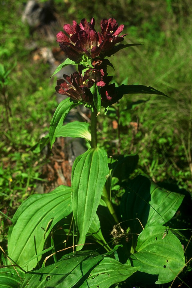 Gentiana pannonica, on the Scheibenberg near Hollenstein an der Ybbs, Lower Austria