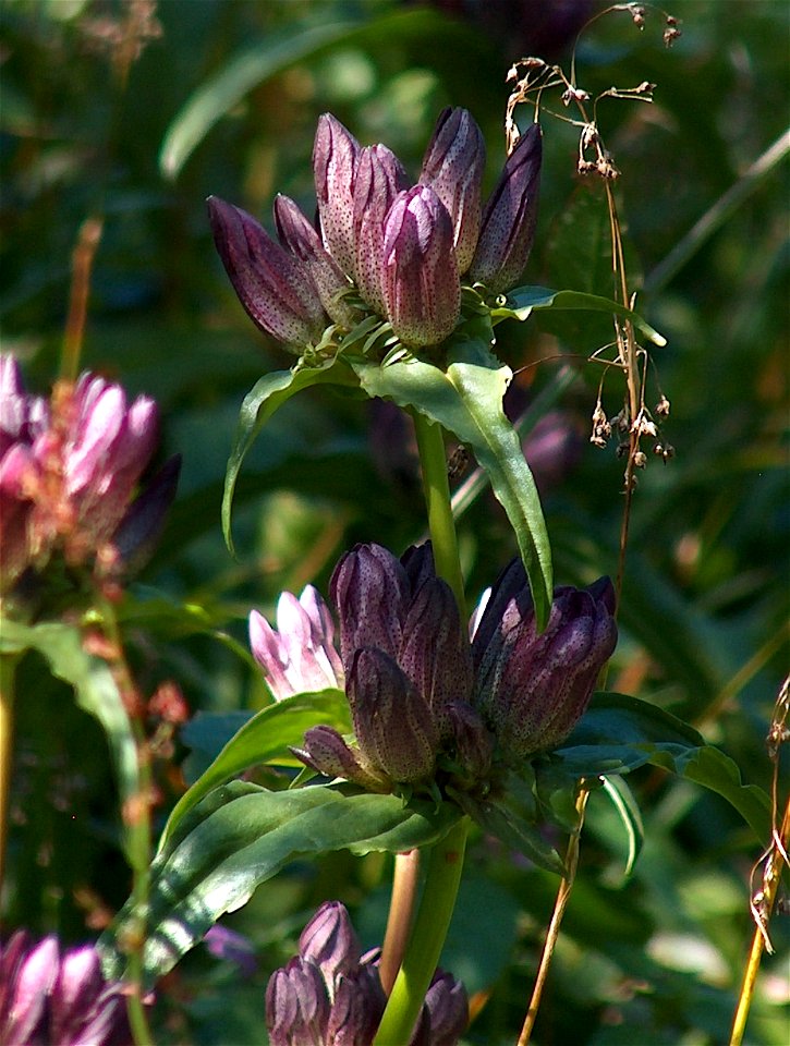 Ungarischer Enzian, Ostalpen Enzian , Pannonischer Enzian (Gentiana pannonica), Arber Gipfelgebiet(Bayerischer Wald)
