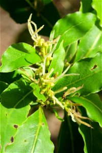 Coprosma acutifolia female flowers, up to 5 cm (2.0 in) long